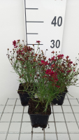 Coreopsis verticillata 'Ruby Red'   pot 9x9 cm  