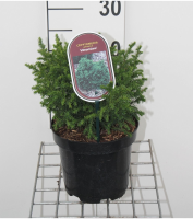 Cryptomeria japonica 'Vilmoriniana'   pot   20 25 cm