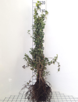 Crataegus monogyna   blote wortel   60 90 cm  