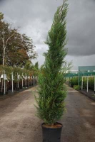 X Cupressocyparis leylandii '2001'   aardekluit   125 150 cm