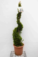 X Cupressocyparis leylandii 'Castlewellan'   pot 14L   100 125 cm   spiraalvorm