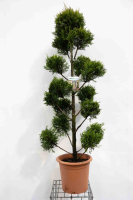 X Cupressocyparis leylandii 'Castlewellan'   pot 30L   140 150 cm   pompon