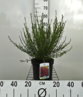 Cytisus 'Boskoop Ruby'   pot   40 60 cm  