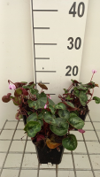 Cyclamen coum   pot 9x9 cm  