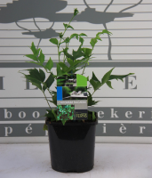Cyrtomium falcatum   pot 2L  