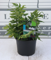 Cyrtomium fortunei   pot 2L  