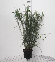 Cytisus 'Goldfinch'   pot   40 60 cm