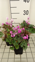 Cyclamen hederifolium 'Rose Pearls'   pot 9x9 cm  