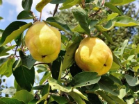 Cydonia oblonga 'Vranja'   pot   struik