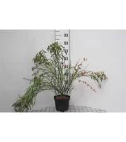 Cytisus 'Palette'   pot   40 60 cm