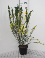 Cytisus scoparius   pot   40 60 cm  