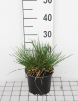 Deschampsia cespitosa   pot 3L