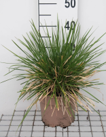 Deschampsia cespitosa 'Goldschleier'   pot 3L