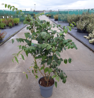 Decaisnea fargesii   pot 12L   100 125 cm