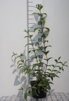Deutzia x hybrida 'Mont Rose'   pot   40 60 cm