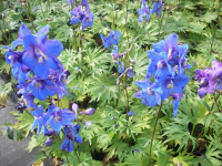 Delphinium 'Piccolo'   pot 9x9 cm  