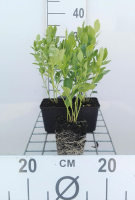 Dictamnus albus 'Albiflorus'   pot 9x9 cm