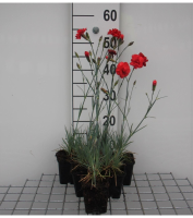 Dianthus 'David'   pot 9x9 cm  