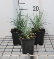 Dianthus 'Doris'   pot 9x9 cm