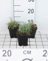Dianthus gratianopolitanus   pot 9x9 cm  