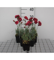 Dianthus 'Heidi'   pot 9x9 cm  