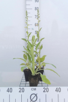 Digitalis purpurea 'Alba'   pot 9x9 cm  
