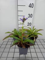 Digitalis parviflora   pot 9x9 cm  