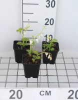 Dicentra spectabilis 'Alba'   pot 9x9 cm  
