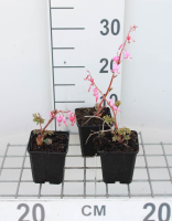 Dicentra spectabilis   pot 9x9 cm  
