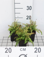 Dryopteris affinis 'Cristata'   pot 9x9 cm  