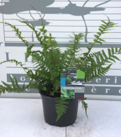 Dryopteris affinis   pot 2L  
