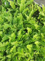 Dryopteris cristata   pot 9x9 cm