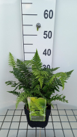 Dryopteris cycadina   pot 2L