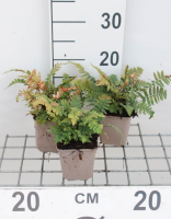 Dryopteris cycadina   pot 9x9 cm  