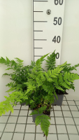 Dryopteris dilatata   pot 9x9 cm  