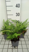 Dryopteris wallichiana   pot 9x9 cm  