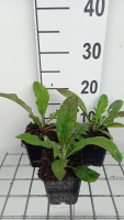 Echinops bannaticus 'Blue Globe'   pot 9x9 cm  
