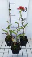 Echinacea purpurea 'Eccentric'   pot 9x9 cm  