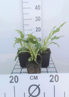 Echinacea purpurea 'Green Jewel'   pot 9x9 cm  