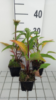 Echinacea purpurea 'Green Twister'   pot 9x9 cm  