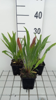 Echinacea pallida 'Hula Dancer'   pot 9x9 cm  