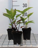 Echinacea purpurea 'Leuchtstern'   pot 9x9 cm