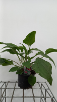 Echinacea purpurea 'Magnus'   pot 2L  