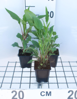 Echinacea purpurea 'Magnus'   pot 9x9 cm  