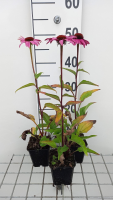 Echinacea purpurea 'Magnus Superior'   pot 9x9 cm  