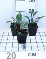 Echinacea purpurea 'Pica Bella'   Zonnehoed   pot 9x9 cm  