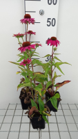Echinacea purpurea 'PowWow Wild Berry'   Zonnehoed   pot 9x9 cm  