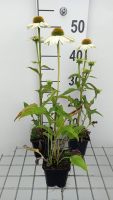 Echinacea purpurea 'PAS702918' (PowWow White)   pot 9x9 cm  