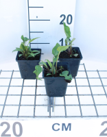 Echinacea purpurea 'Rubinstern'   pot 9x9 cm