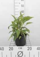 Echinacea purpurea   pot 2L  